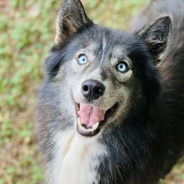 Nove - Siberian Husky
