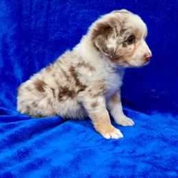 Autumn - Red merle female Australian Shepherd puppy in Collinston, Utah from Corbridge Aussies