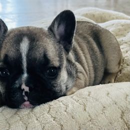 French Bulldog Puppies from Stuudmuffinfrenchies