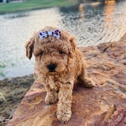 Mulberry - Chocolate female Goldendoodle puppy in Kingfisher, Oklahoma from Perdue Puppies