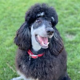 Mossy - Poodle