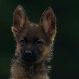 Cipher - Black and tan male German Shepherd puppy in Windsor, South Carolina from Sinister Shepherds
