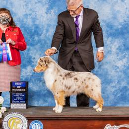 Piran - Miniature American Shepherd