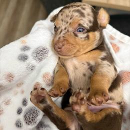 Jelly Roll - Chocolate and tan male Chihuahua puppy in High Point, North Carolina from Most Treasured Chihuahuas