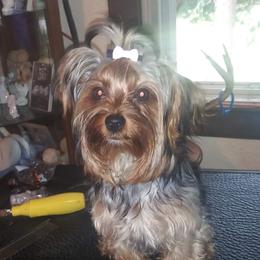 Remi - Yorkshire Terrier