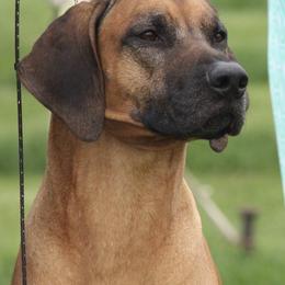 Rhodesian Ridgebacks from Orion