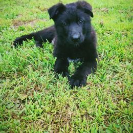 Waylon - Black male German Shepherd puppy in White Cloud, Michigan from Von WestLynn German Shepherds