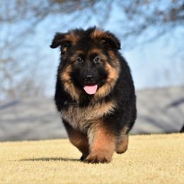 German Shepherd Puppies from Extreme German Shepherds