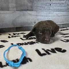 Boy 3 "Light Blue" - Chesapeake Bay Retriever puppy from Creekside Chesapeakes