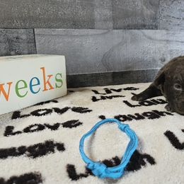 Boy 3 "Light Blue" - Chesapeake Bay Retriever puppy from Creekside Chesapeakes