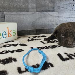Boy 3 "Light Blue" - Chesapeake Bay Retriever puppy from Creekside Chesapeakes