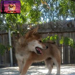 Shiba Inu Puppies from Sunset State Shiba