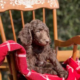 Smitten - Brown male Poodle puppy in Julian, California from Above the Pines Poodles