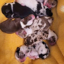 Australian Shepherd Puppies from Happy Aussie Kennels