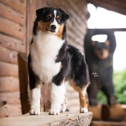 Australian Shepherd All Grown Up from CherryCove Aussies