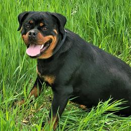 Hoffen - Black and mahogany female Rottweiler puppy in Denver, Colorado from Denver Rottweilers