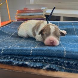 Prince Caspian - White and red merle male Bordoodle puppy in Valley Center, California from Circle R Valley Bordoodls
