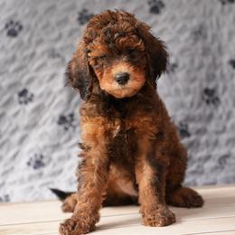 Goldendoodle Puppies from New Caney Doodles