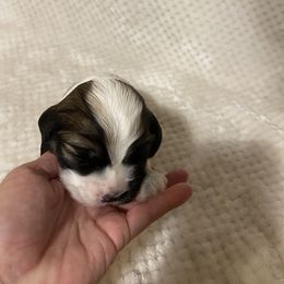 Cocker Spaniel Puppies from Becky's Cockers