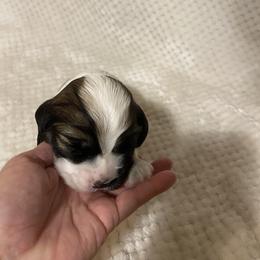 Cocker Spaniel Puppies from Becky's Cockers