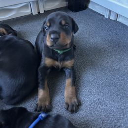 Green - Black and rust female Doberman Pinscher puppy in Lynn, Michigan from Creekside Dobermans