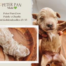 Peter pan - Red  male Goldendoodle puppy in Hilton, New York from The House of Goldendoodle