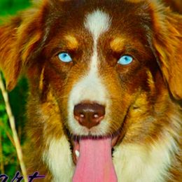 Bindee - Miniature Australian Shepherd