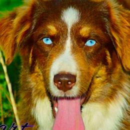 Bindee - Miniature Australian Shepherd