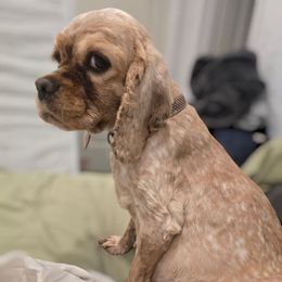 Lily - Cocker Spaniel