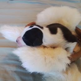 Sally - Black and white female Border Collie puppy in Montague, California from Flock and Fang