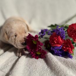 Brooke - Yellow female Labrador Retriever puppy in Sweet Home, Oregon from Knotty Creek Labradors