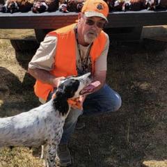 Doozy - English Setter