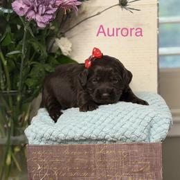 Aurora - Chocolate female Australian Labradoodle puppy in Citrus Heights, California from Elite Blend Labradoodles
