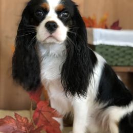 Cavalier King Charles Spaniel, Poodle, and Yorkshire Terrier Puppies from Rocky Road Kennel