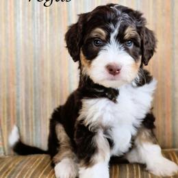 Vegas - Red tri-color female Aussiedoodle puppy in Lancaster, Minnesota from Wilson Cattle Co.