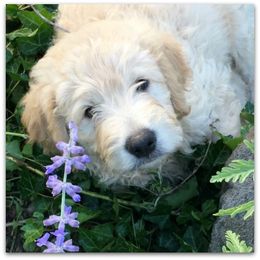 Goldendoodle Puppies from COTTAGE DOODLES