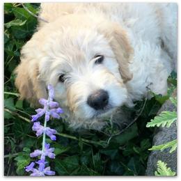 Goldendoodle Puppies from COTTAGE DOODLES