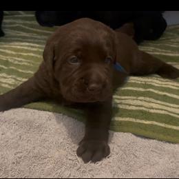 Girl 3 - Chocolate female Labrador Retriever puppy in Hutto, Texas from Texas Bluebonnet Labs