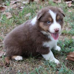 Hoover - Red tri-color male Australian Shepherd puppy in Kansas, Oklahoma from Windy G Farm