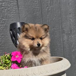 Lilly - Merle female Pomsky puppy in Elgin, Oregon from Kenna'z Kuddly Pomskiez