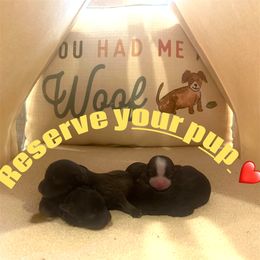 Gabriel - Chocolate male Havanese puppy in Arizona from HavaDoggie