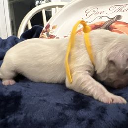 Ms Yellow - Light golden female Golden Retriever puppy in Galt, California from Golden Hearts Ranch English Cream Retrievers