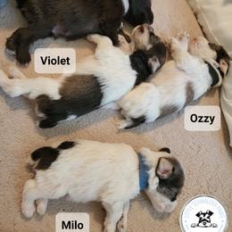Miniature Schnauzer Puppies from Little Schnauzer Paws