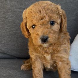 Bailey - Red female Cavapoo puppy in Manheim, Pennsylvania from Paige Haldeman's Cavapoos and Shichons