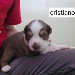 Cristiano FIFA - Red tri-color male Australian Shepherd puppy in Solon, Maine from Mountain Range Australian Shepherds