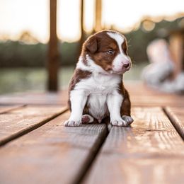 Border Collie Puppies from Cullins Collies