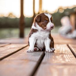 Border Collie Puppies from Cullins Collies