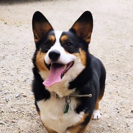 Leatherman's Rumor Has It - Black and tan female Pembroke Welsh Corgi puppy in Pine Village, Indiana from NL Horsemanship