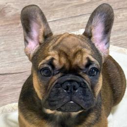Meet Rosie - Fawn and white female French Bulldog puppy in Spanaway, Washington from Beloved Frenchies