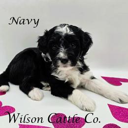 Navy - Black tri-color female Aussiedoodle puppy in Lancaster, Minnesota from Wilson Cattle Co.
